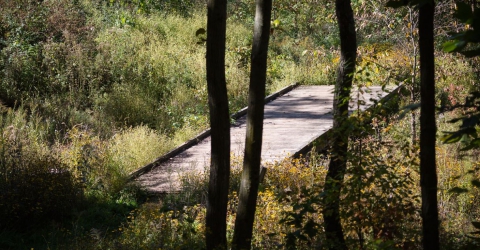 Boardwalk (courtesy R. Lutz II)