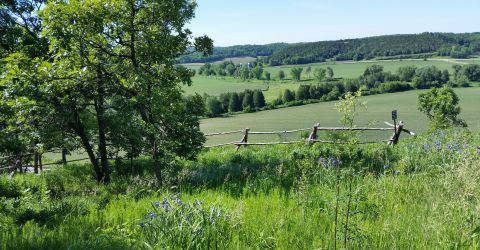 Overlook in Summer (courtesy G. Nelson)