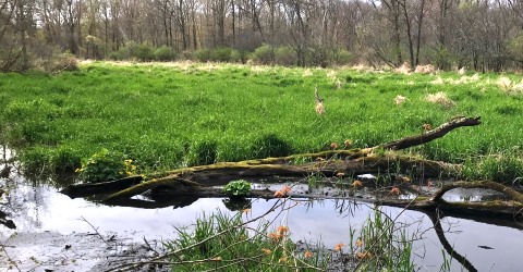 Marsh Creek (north edge of park)