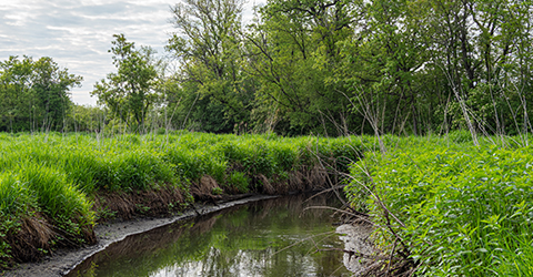 Creek courtesy John Kalson