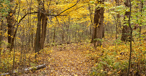 Fall courtesy John Kalson