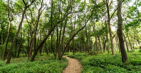 Scenic Trail through Woods