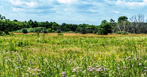 Wildflowers