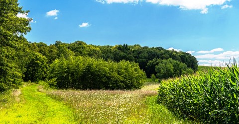 Scenic View in August