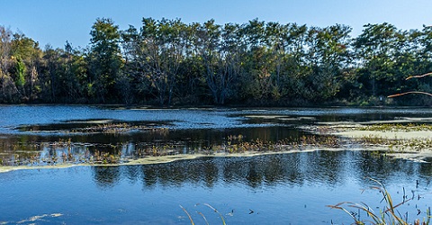 Wetland