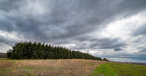 Treeline on the Trail