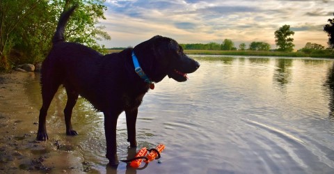 Dog at Beach (courtesy J. Sawran)