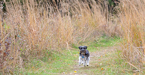 Dog Park (Steve Dahlgren)