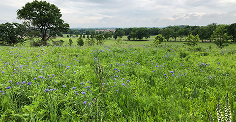 Spiderwort and White Wild Indigo in Bloom
