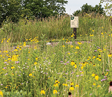 Disc Golf hole sign surround by a prairie with vibrant blooming flowers