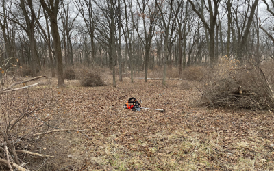 Piles of honeysuckle, buckthorn, and other invasive brush cleared by volunteers. In the middle of piles is a brush cutter. 