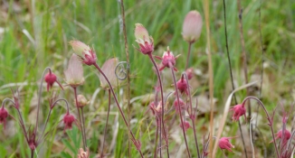 Prairie Smoke in bloom at Walking Iron County Park