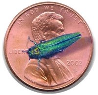 emerald ash borer on penny